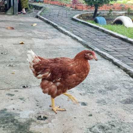 Ayam merah Petelur muda, Pullet, pulet, ayam petelur usia 14 minggu (pertengahan mei 2025)