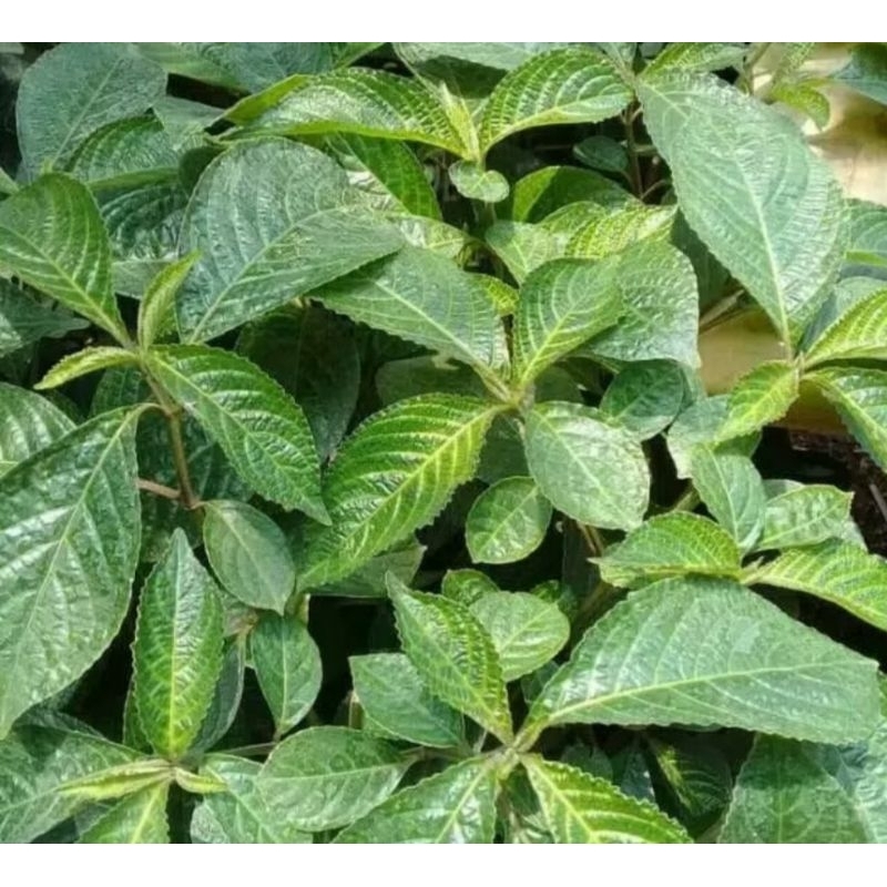 

Daun keji beling daun herbal pecah beling/daun keji beling segar