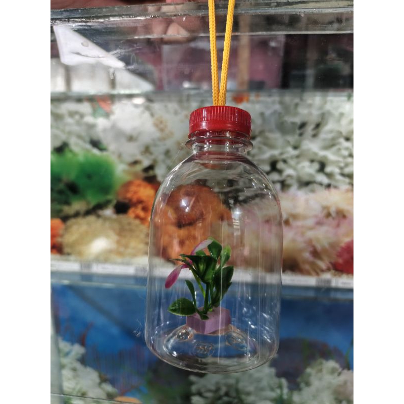 botol hias ikan cupang