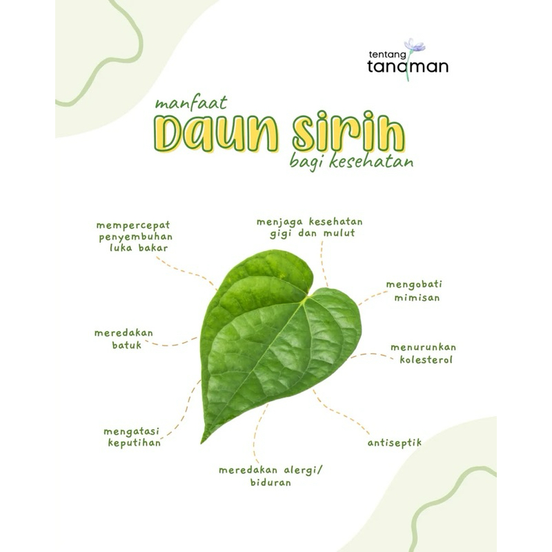 

DAUN SIRIH HERBAL SEGAR 15 LEMBAR