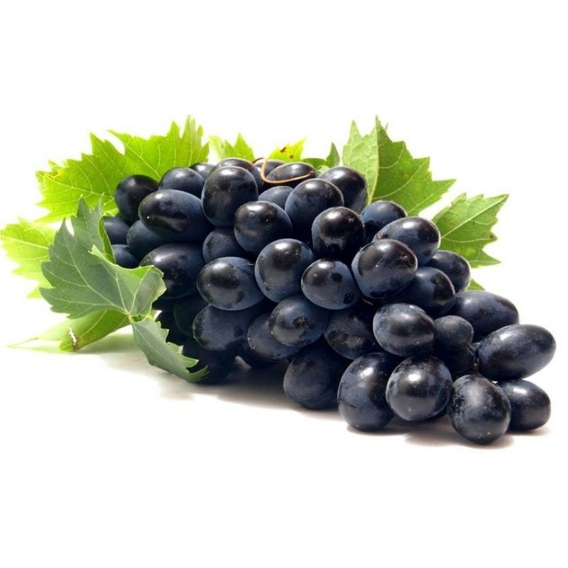 

Benih Anggur Hitam Wine Grape – Import Mediterania, Manis & Unggul!