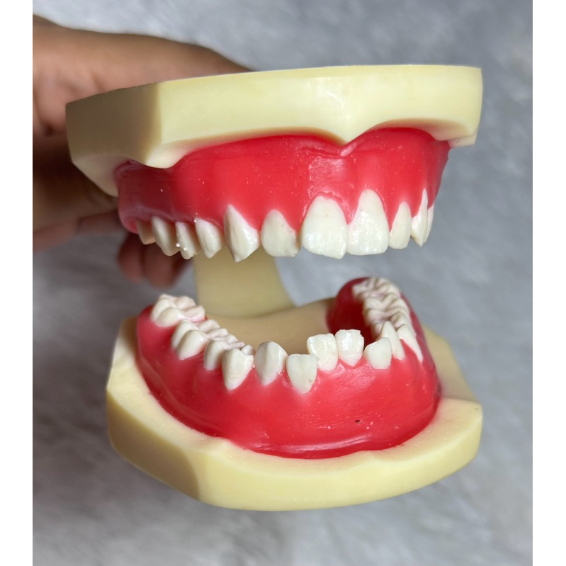 DISKON TYPODONT ATAU MODEL GIGI UNTUK ORTHO