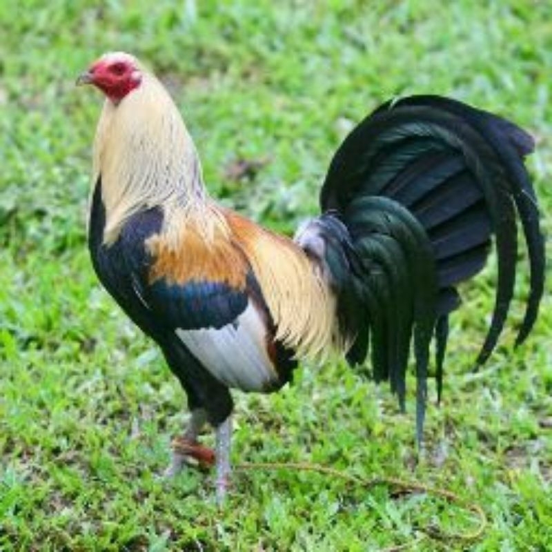 paket hemat 5 Telur Ayam Philipin Fertil siap untuk ditetaskan