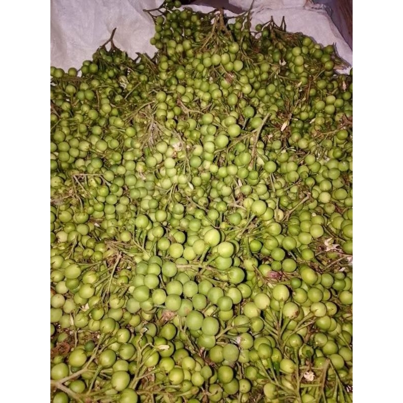 

buah cepokak asli 1kg