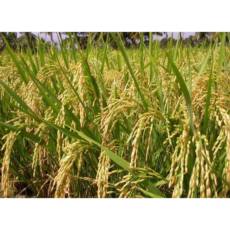 BENIH PADI Super Hibrida Sterling BSHS 6H (2 KG)