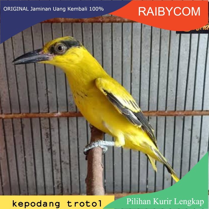 Burung Kepodang Emas Jawa Anakan Kepudang Mas Muda Trotol