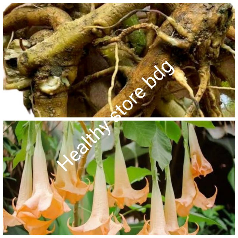 

Akar kecubung segar paket 250 gram