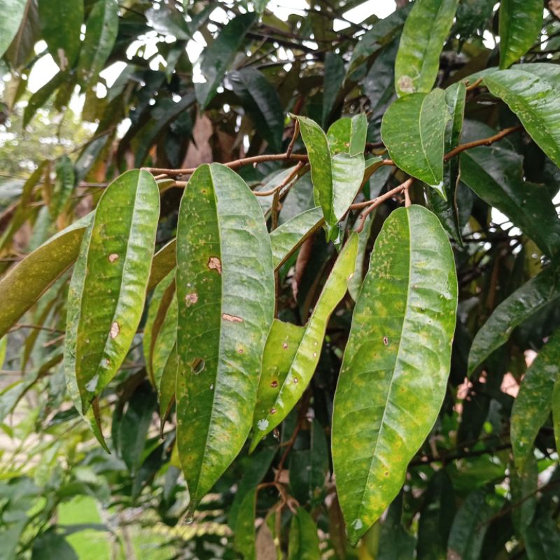 

Daun durian segar organik paket 1 kg