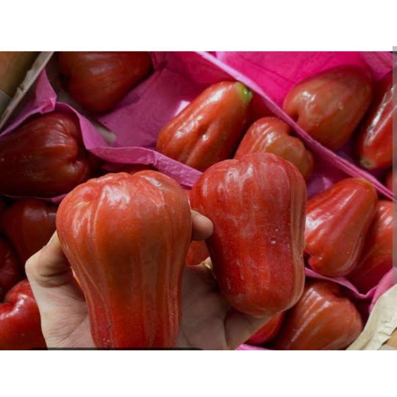 

JAMBU MERAH MADU