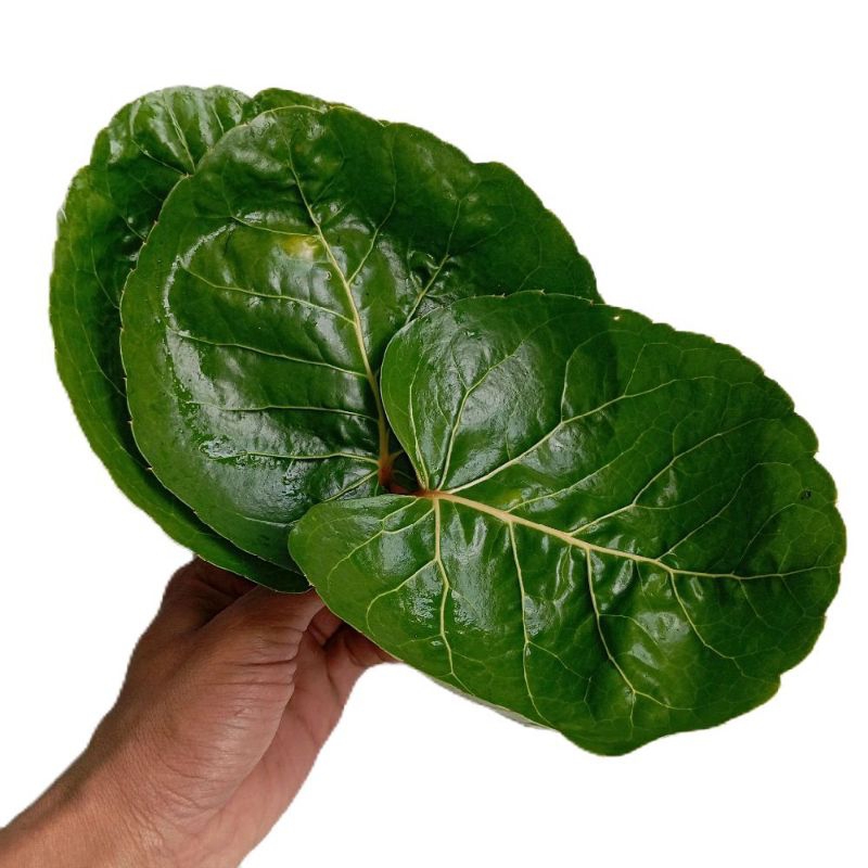 

Daun mangkokan segar organik petik langsung paket 50 lembar