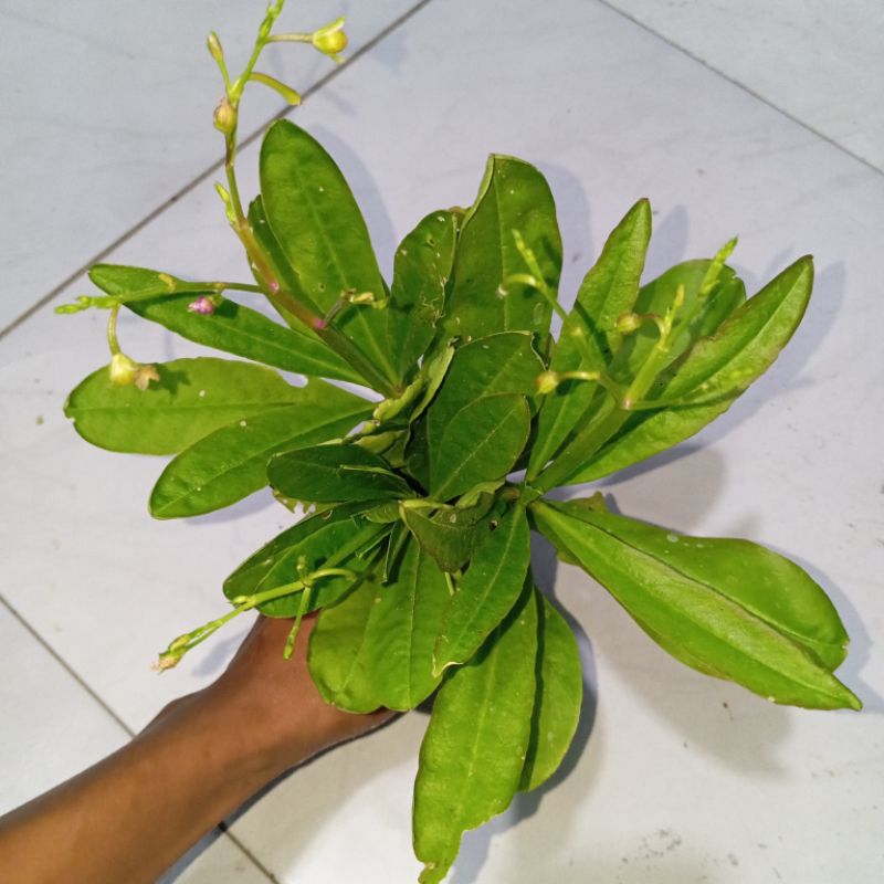 

Daun gingseng jawa segar petik langsung paket 500 gram