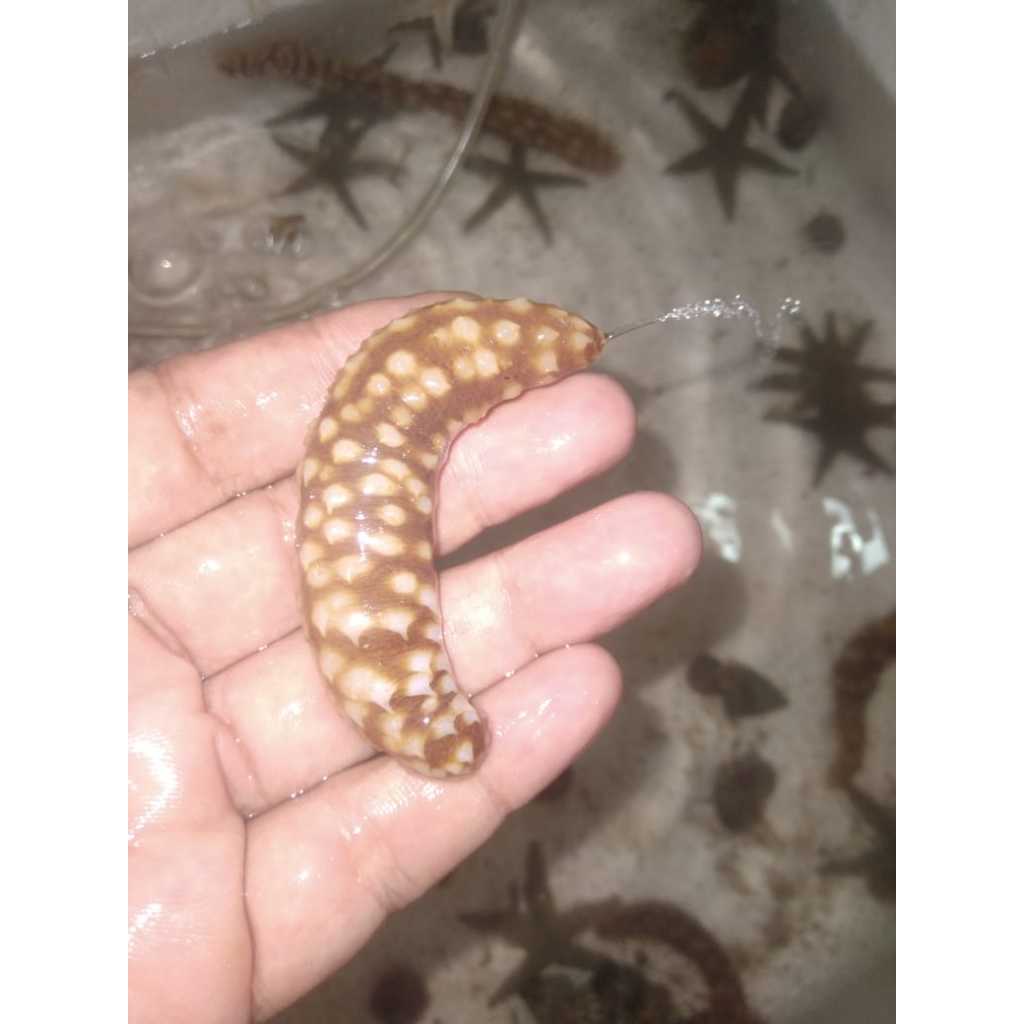 Teripang / Timun Laut - Sea Cucumber