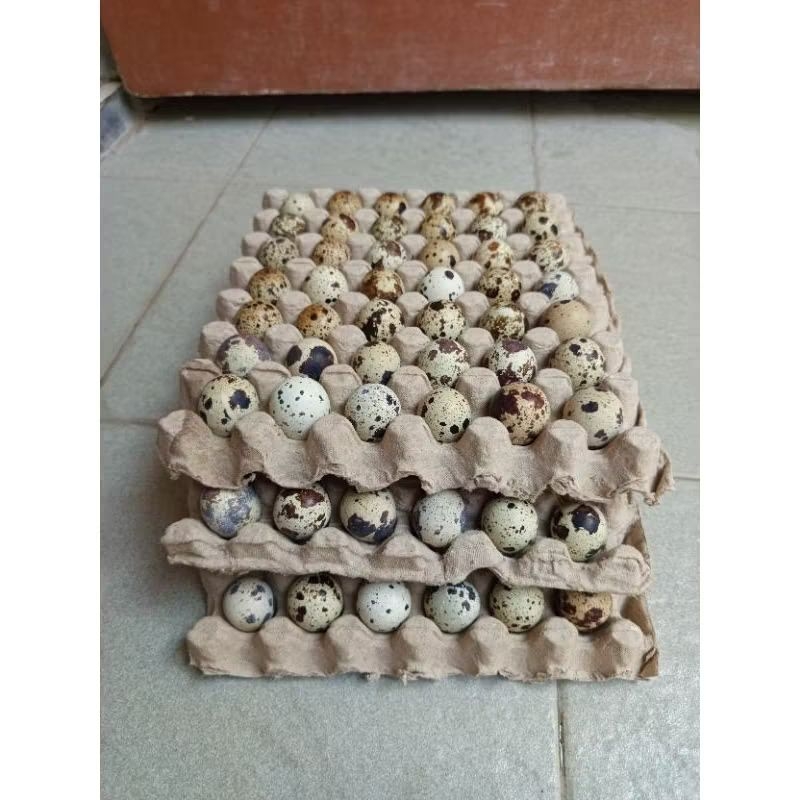 

PAKET 5 BUTIR TELUR PUYUH FRESH / TELUR PUYUH KONSUMSI / TELUR PUYUH MENTAH