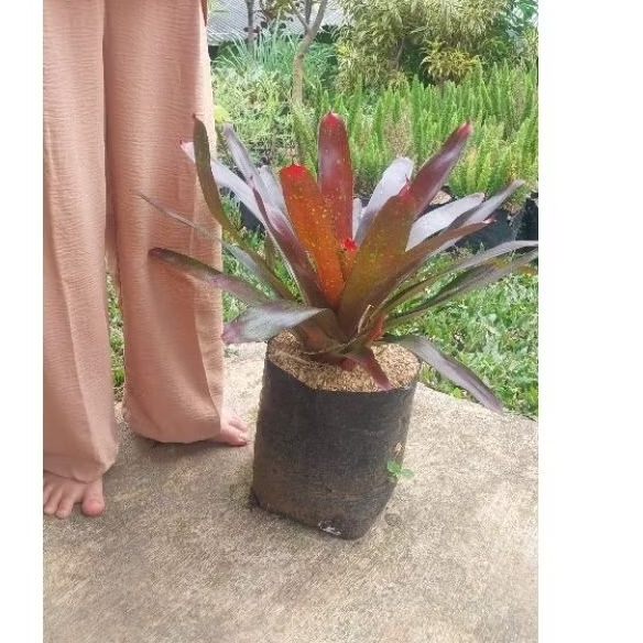 tanaman hias bromilia merah / bromelia diva ukuran dewasa