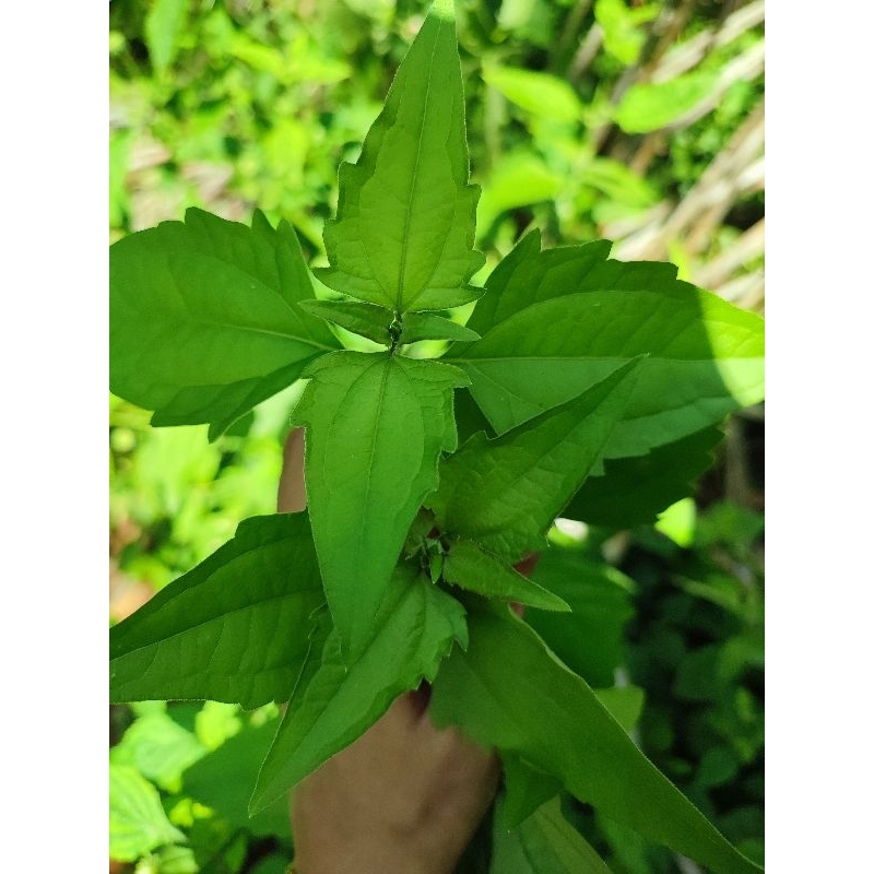 

Daun Balacacida Segar 200gr | Herbal Alami untuk Radang, Cuci Darah & Penurun Panas