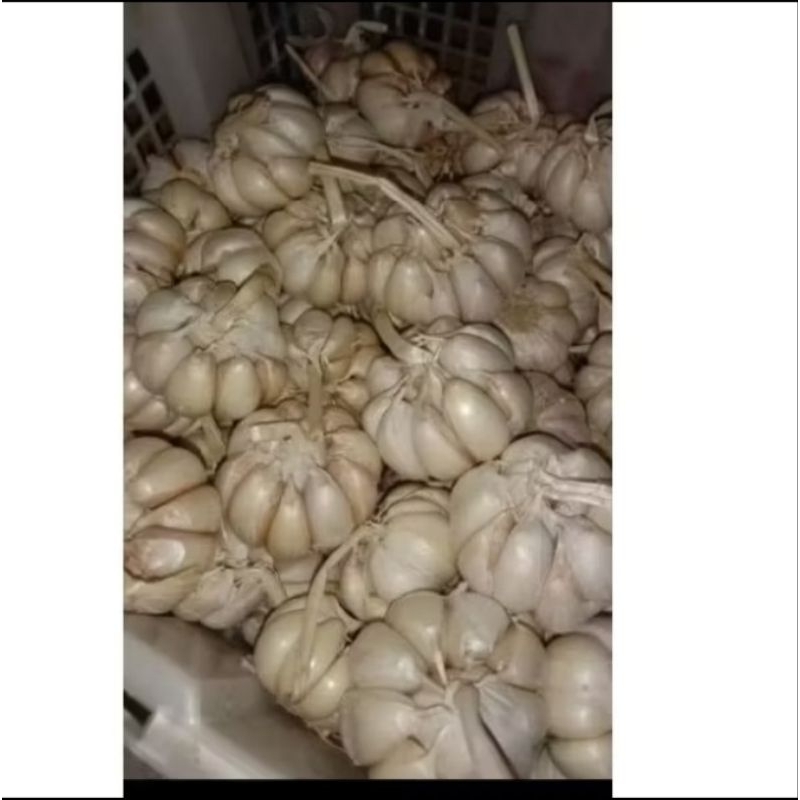 

bawang putih sinco 1kg
