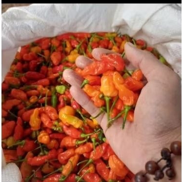 

Cabe Rawit Merah 500 gram