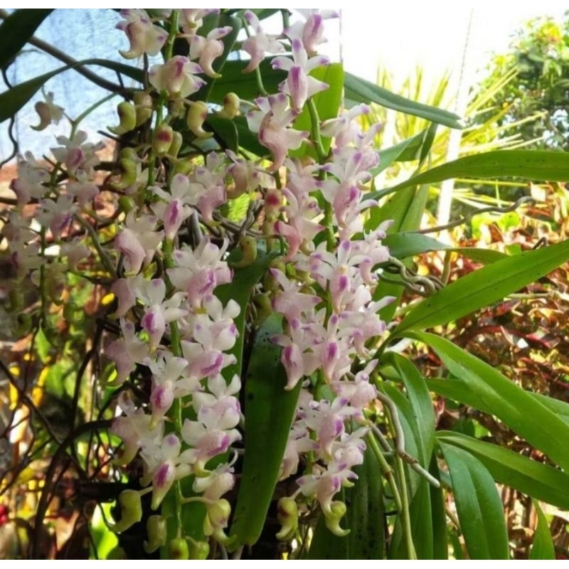 anggrek vanda foetida knop/spike
