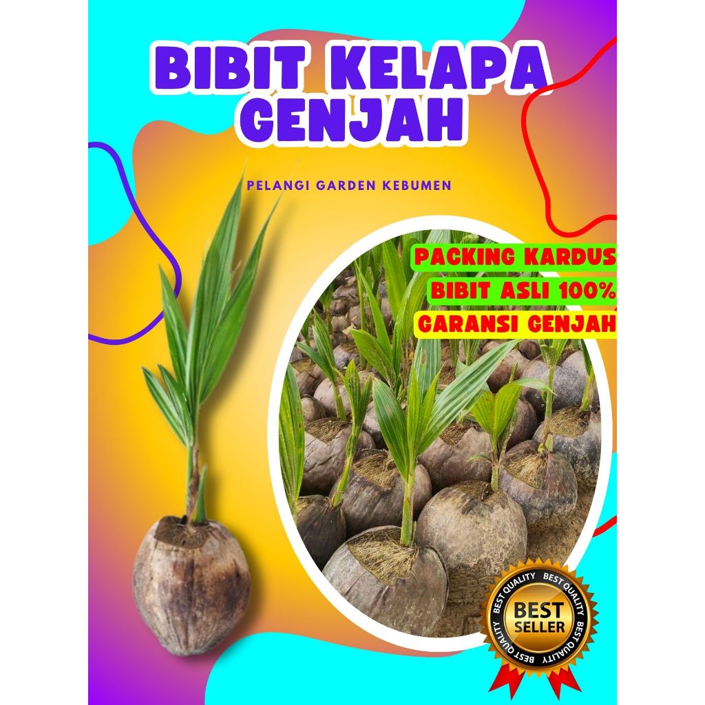 KUALITAS UNGGUL..! Bibit Kelapa Hibrida Bersertifikat, Bibit Kelapa Hijau, Bibit Kelapa Hibrida Hija