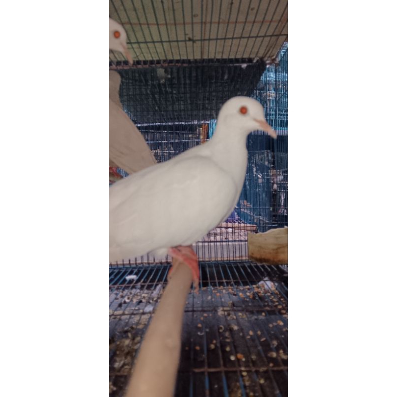 PUTER PUTIH(MATA MERAH)