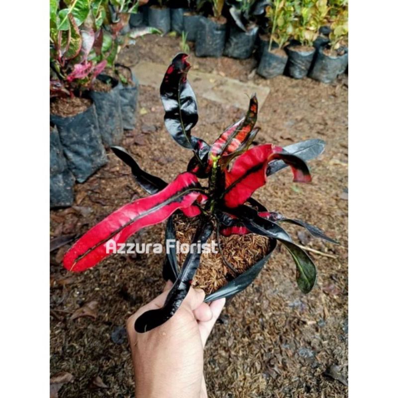 TANAMAN HIAS PURING CAKWE RED BLACK / POHON PURING CAKWE RED BLACK