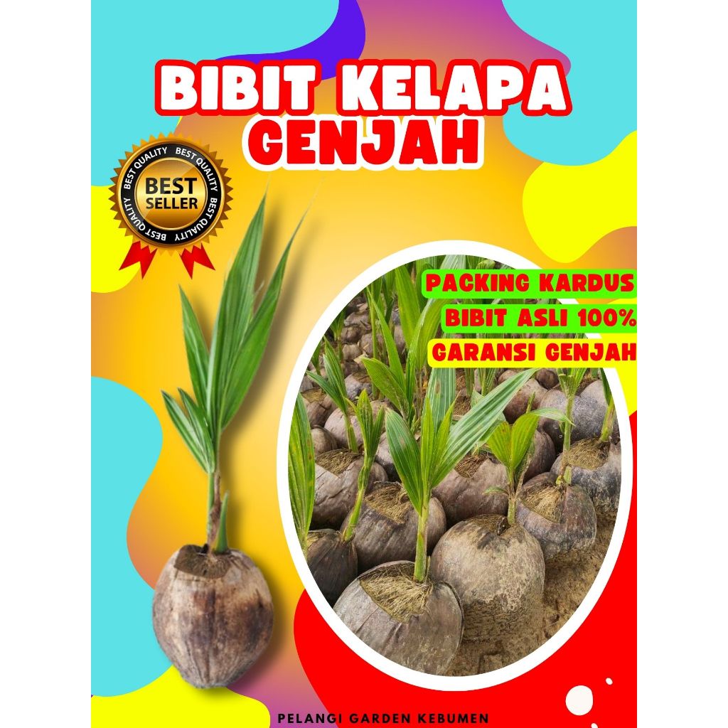 PALING DICARI.. Bibit Buah Kelapa Entog, Bibit Buah Kelapa Entok Anakan, Bibit Buah Kelapa Entok Ana