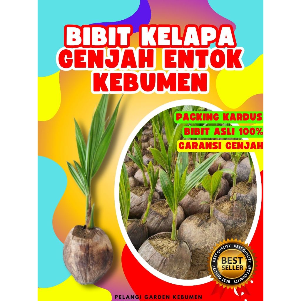 BIBIT UNGGUL.. Bibit Buah Kelapa Genjah Entok Kebumen, Bibit Buah Kelapa Genjah Entok, Bibit Buah Ke