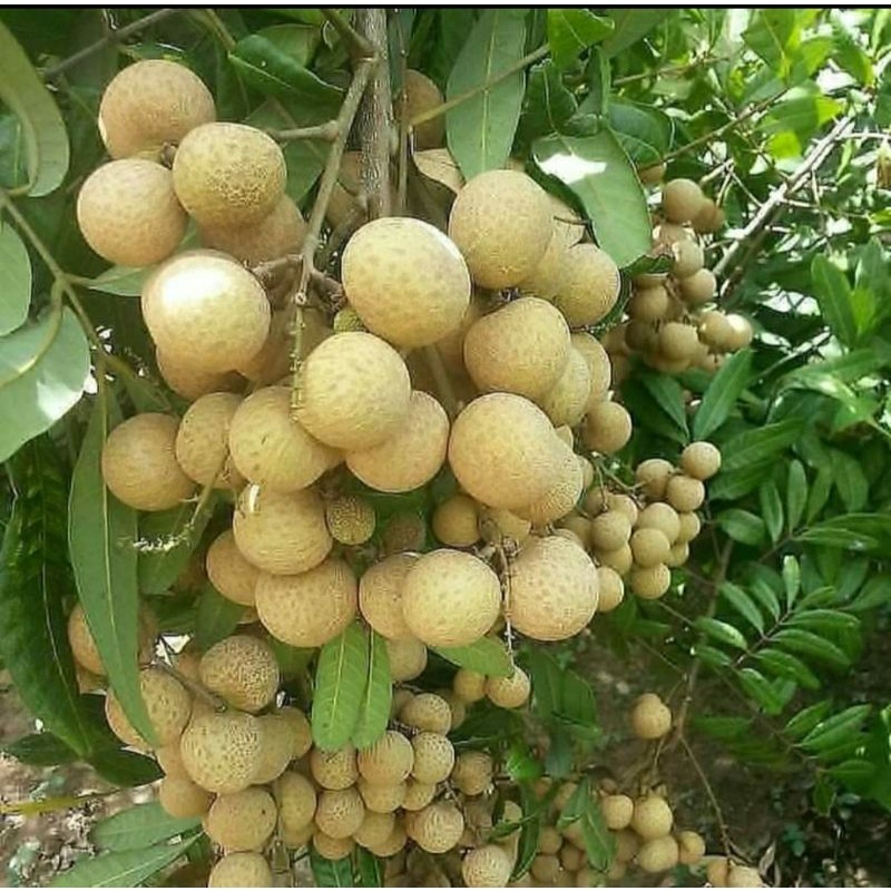 Bibit Kelengkeng Matalada Bibit hasil cangkok