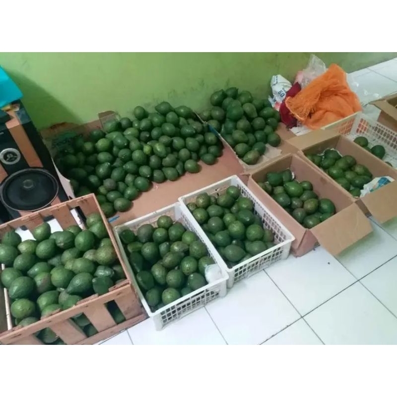 Alpukat Mentega Medan Harga eceran
