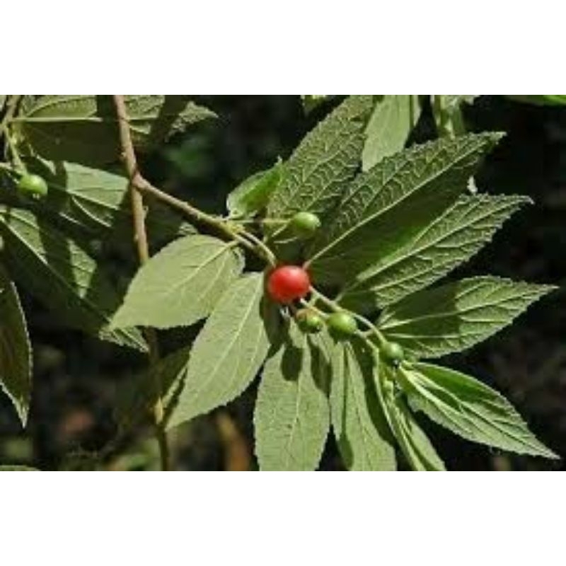 

Daun kresen herbal fresh (dipetik saat orderan masuk)