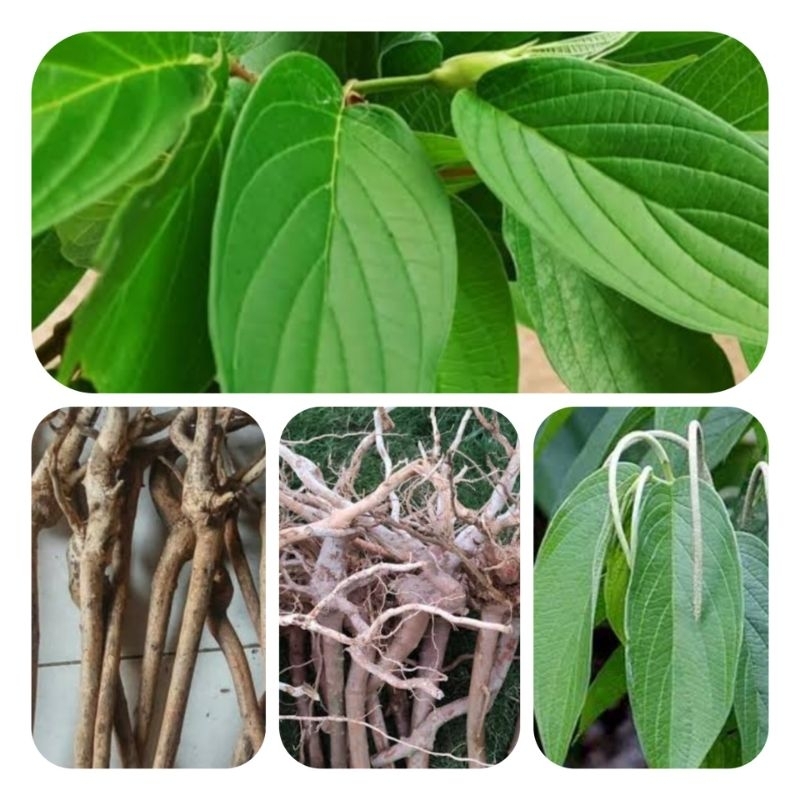 

Akar sirih hutan segar organik 500 gram