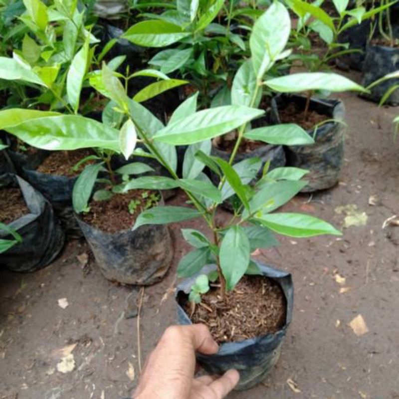 Pohon salam - tanaman daun salam - daun salam - tanaman herbal daun salam