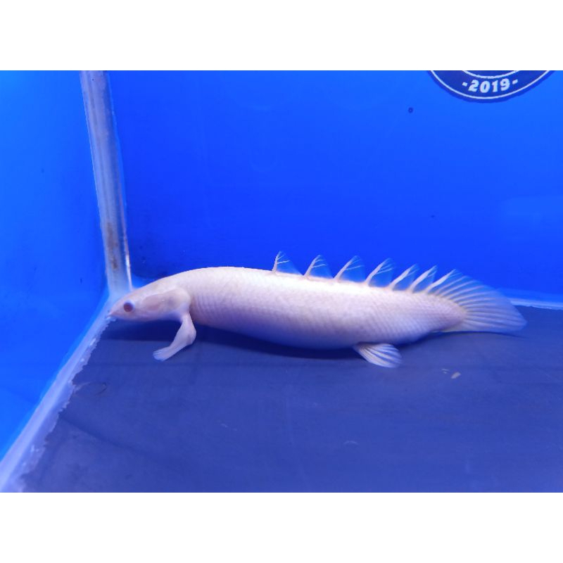 Aksesoris Aquarium Palmas Albino SSB Palmas Albino SB