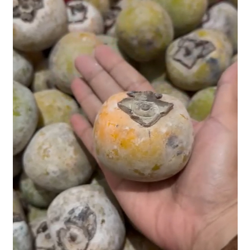 

PREMIUM 1KG BUAH KESEMEK BESAR MANIS HARGA MURAH PRODUK LOKAL