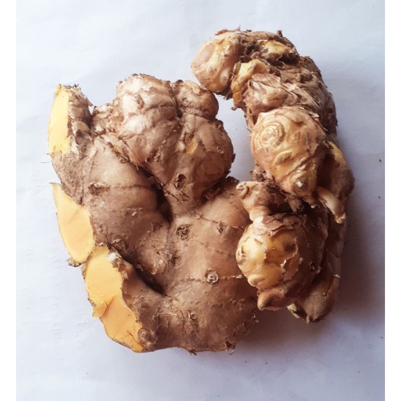 

bengle/ bangle segar 500 gram