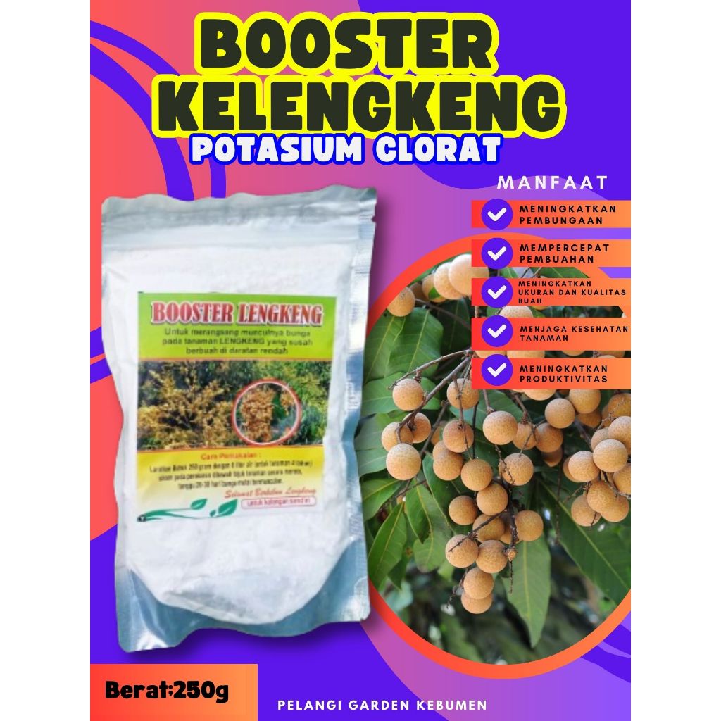 UNGGULAN  Booster Buah Kelengkeng Sudah Berbunga, Booster Buah Kelengkeng Siap Berbuah, Booster Buah