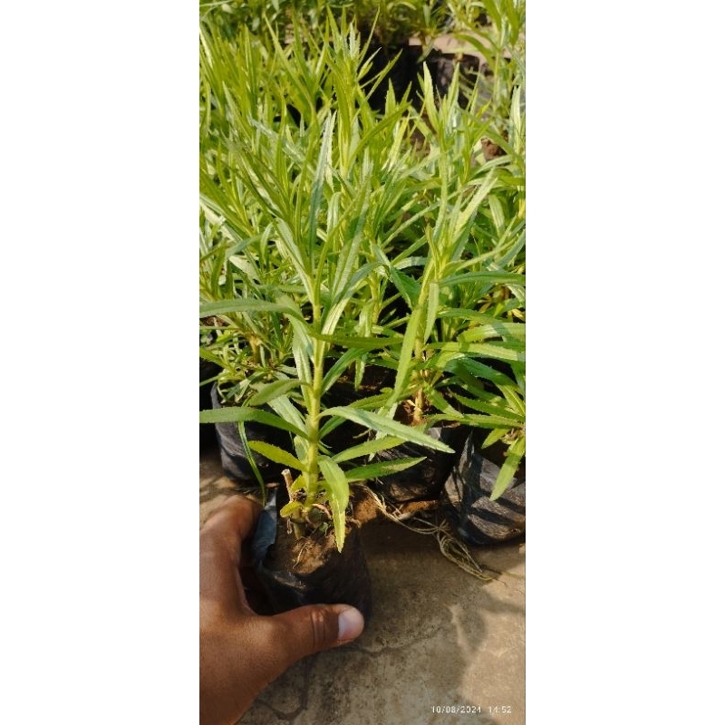 Bibit Tanaman Lavender aroma terapi pengusir nyamuk (Beli5 gratis 1)