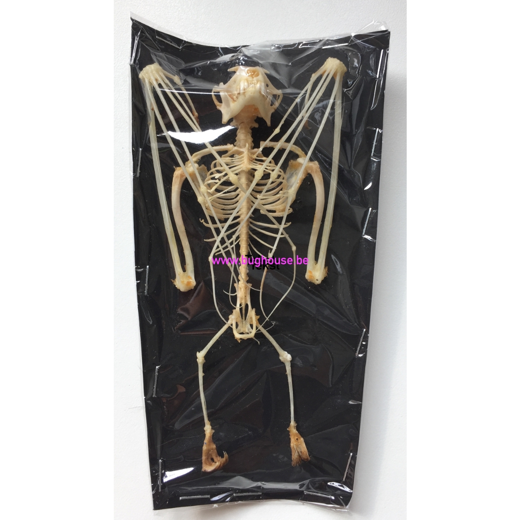 awetan serangga kerangka hewan kelelawar awetan serangga  kering jenglot