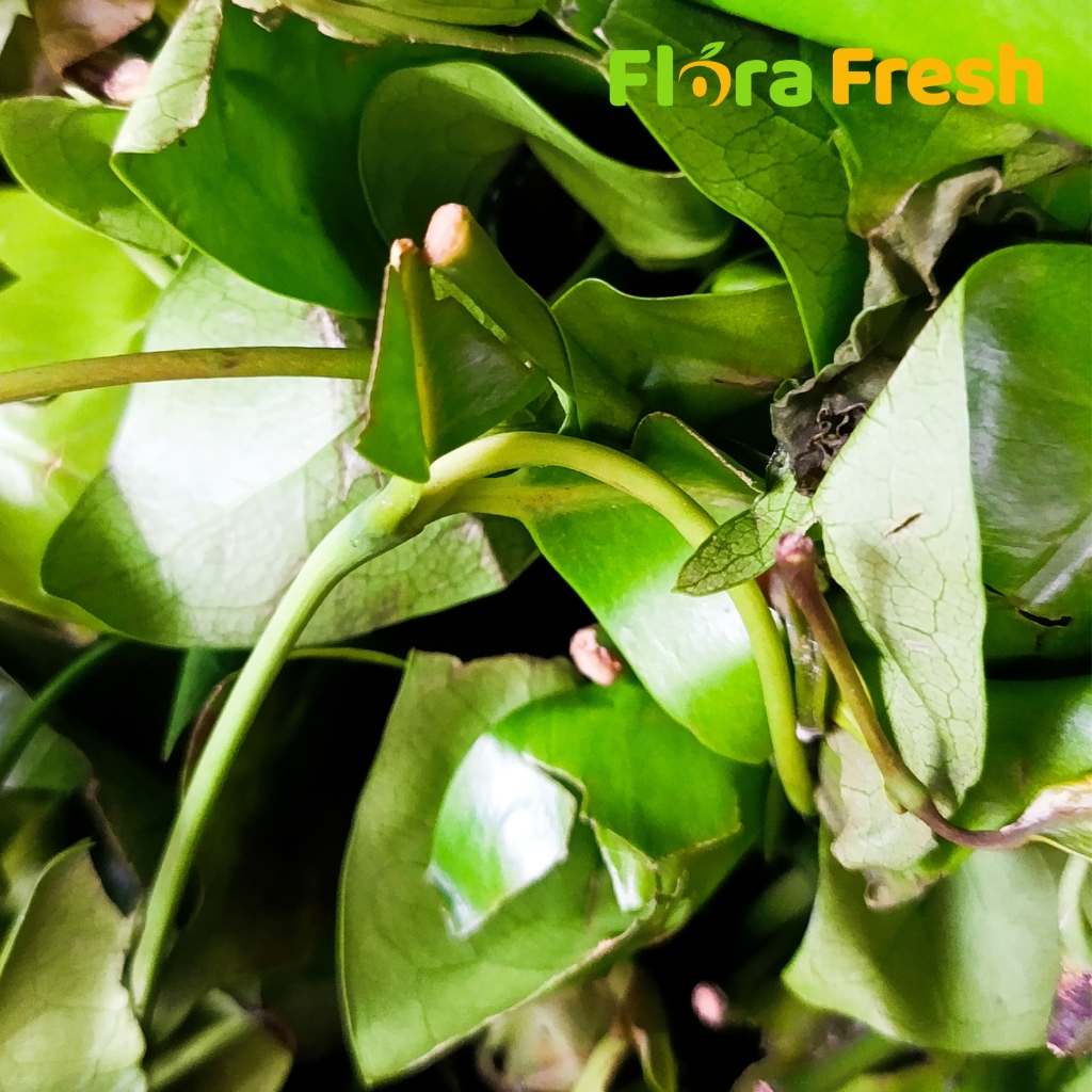 

Daun Melinjo 200 Gram Flora Fresh