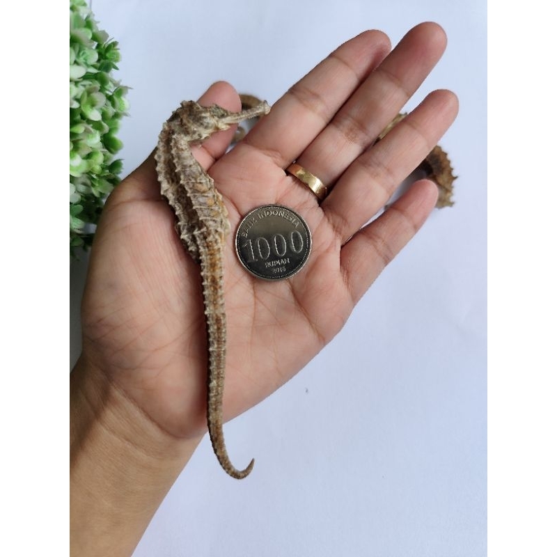 KUDA LAUT JUMBO || BESAR 11 CM-15 CM ORIGINAL