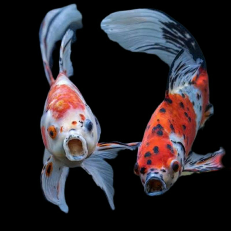 bokim komet pancawarna asli warna warni menarik