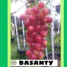 Bibit pohon anggur basanty impor mudah berbuah