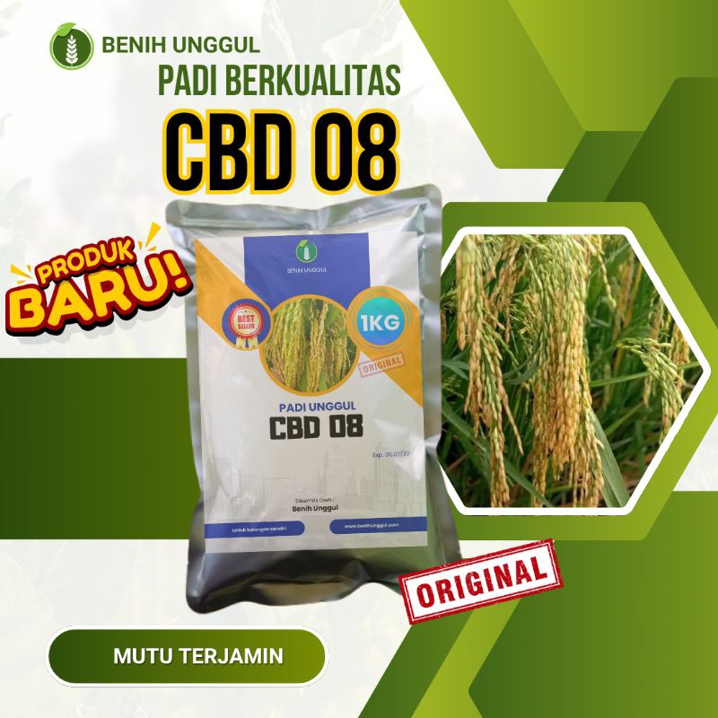 Benih Padi Berkualitas CBD 08 Padi Unggul 1kg padi 2025