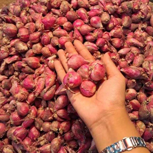 

Bawang Merah Asli Kwalitas Brebes