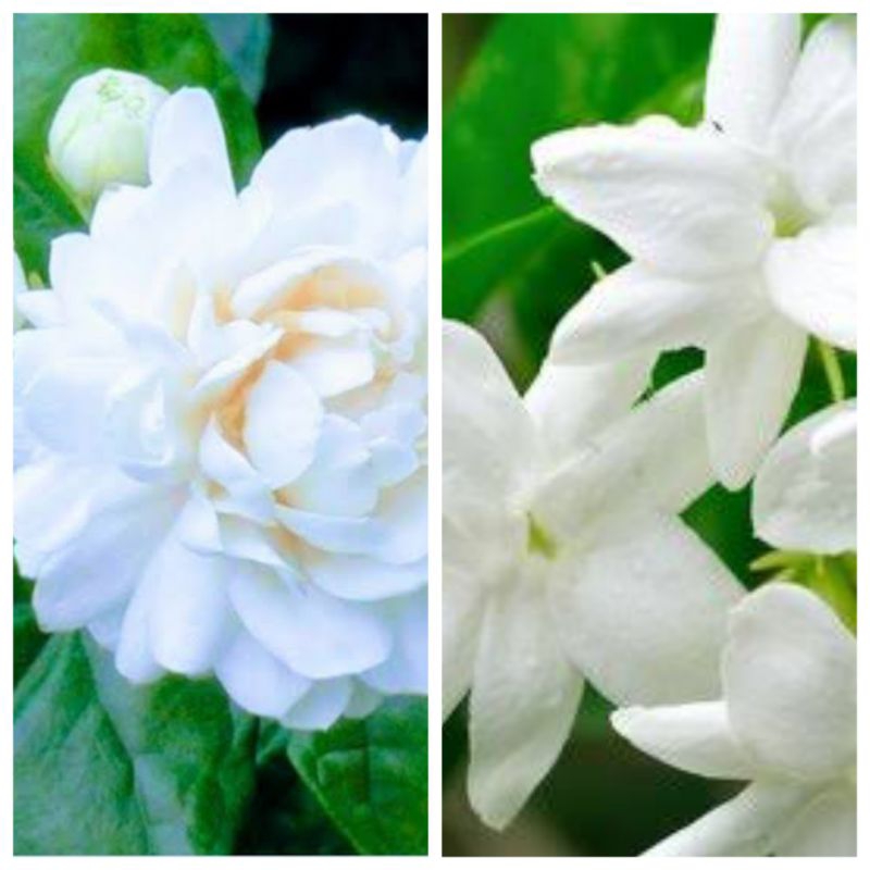 paket hemat 2 tanaman bunga melati jawa dan melati tumpuk(telur)