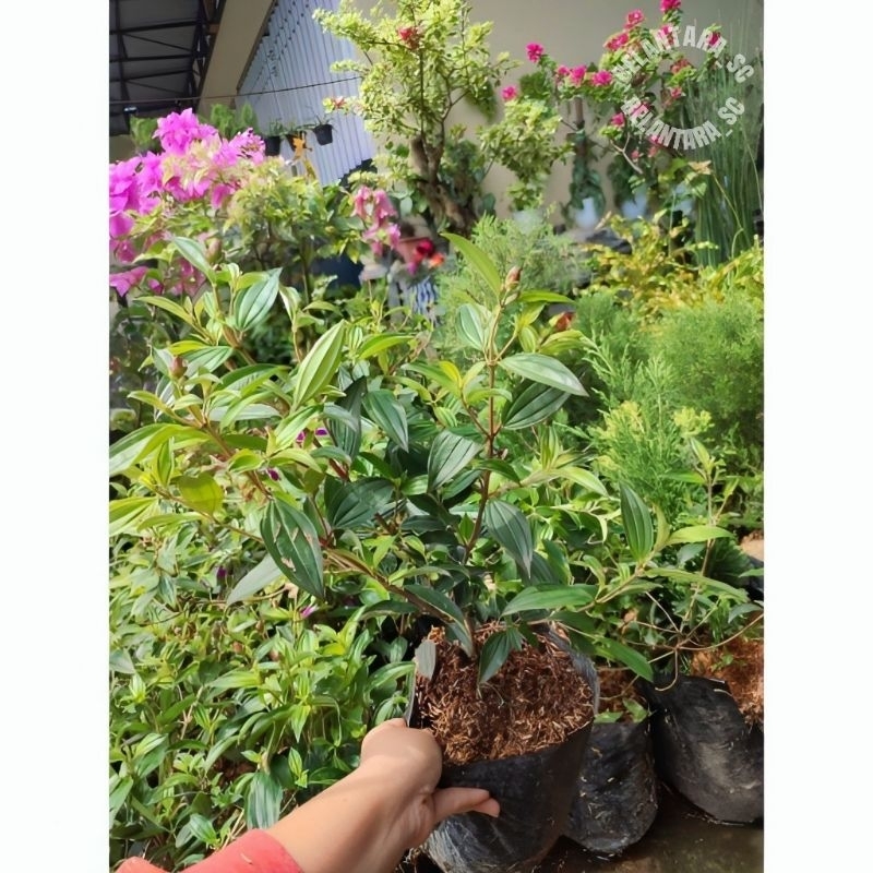 New Tanaman Hias Bunga Senggani /Senggani Cina Ungu