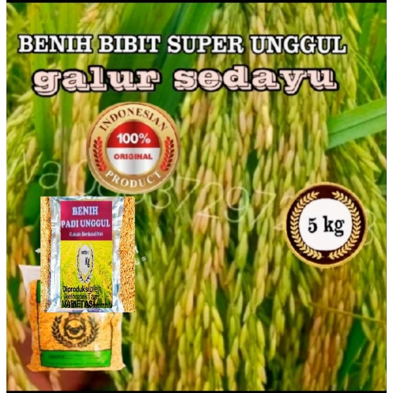 5KG BENIH BIBIT PADI SUPER UNGGUL GALUR SEDAYU GABAH ORIGINAL