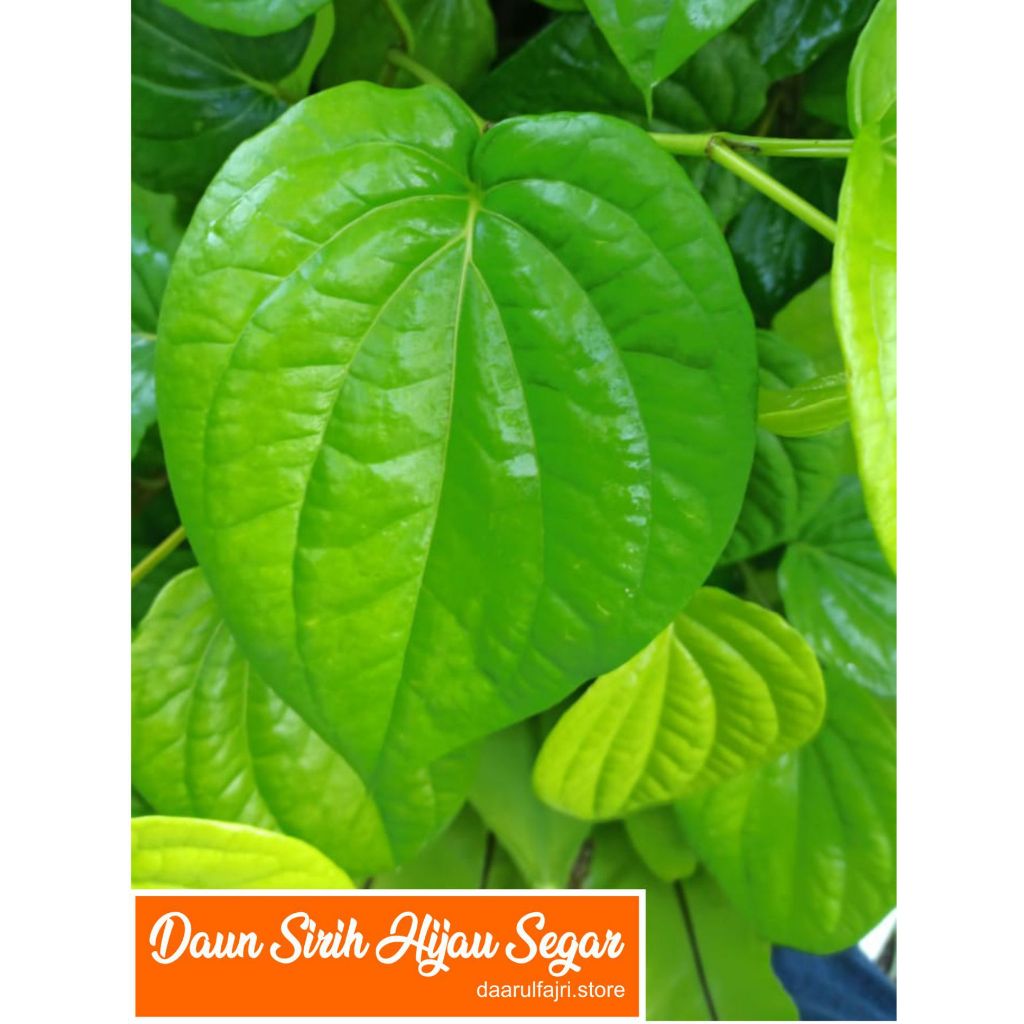 

Daun Sirih Hijau Segar
