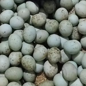 

TELOR BEBEK FRESH DARI KANDANG LANGSUNG