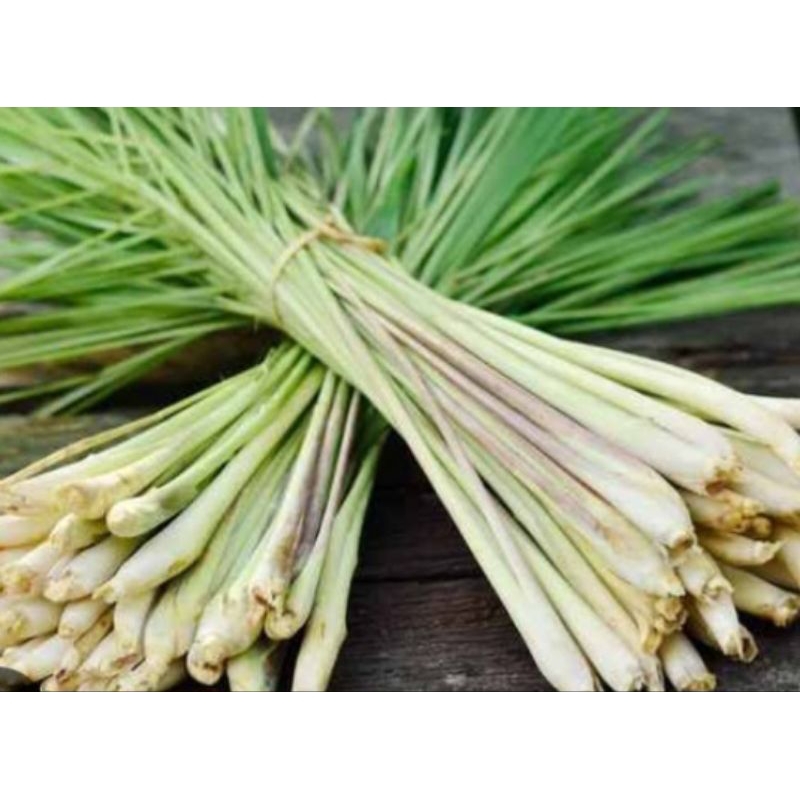 

Jual sereh segar organik ambil langsung 500gram